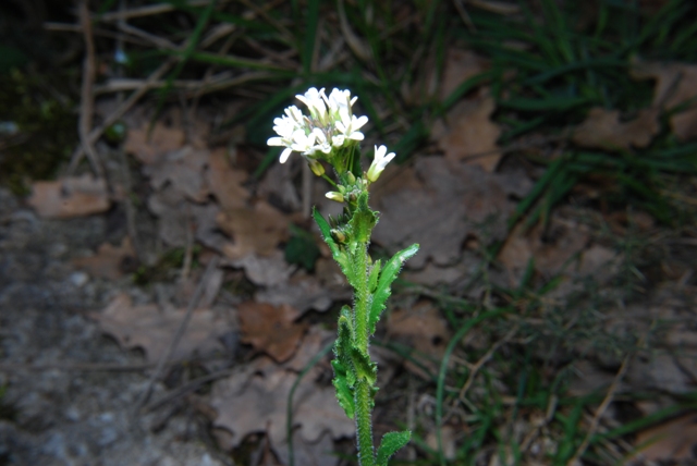 Sconosciuta - Arabis cfr.hirsuta